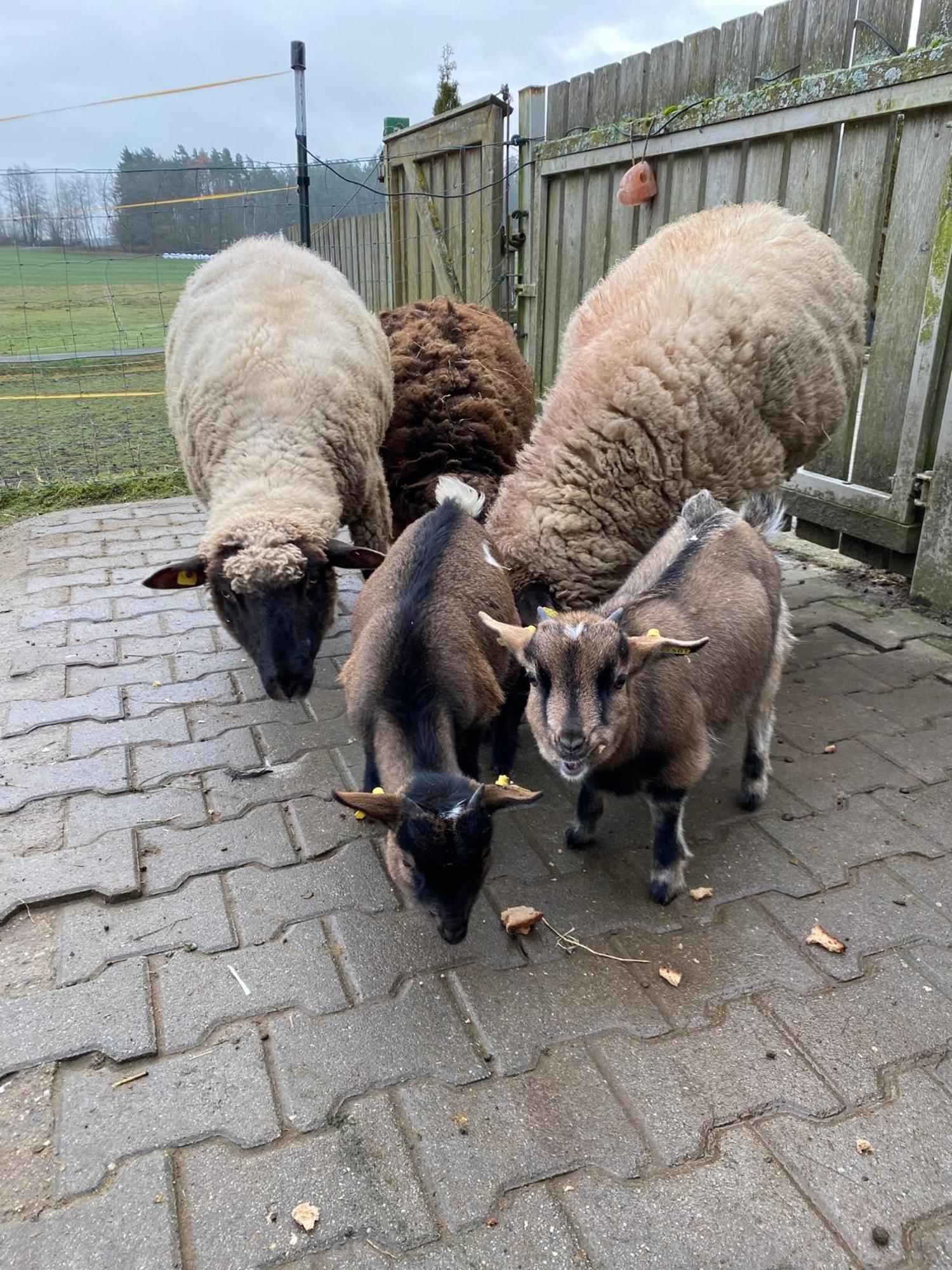 Baerenhof